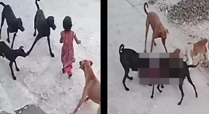dogs attacking on a girl